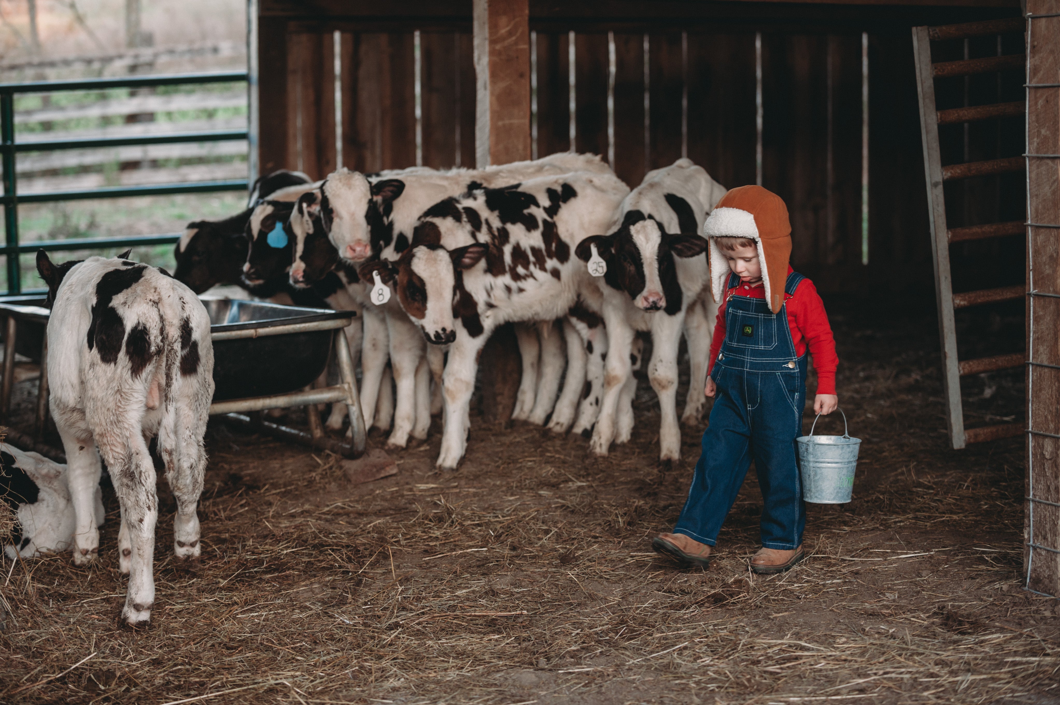 Small boy wearing blue overalls, a red shirt, and a orange hat carrying a bucket in front of several cows. 