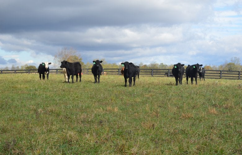 dairy cows