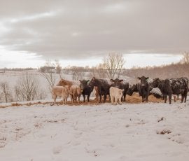 Farm Credit System to Support Customer 