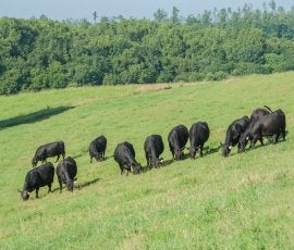 Kentucky Beef Cattle Outlook Webinar Recording