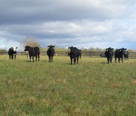 dairy cows