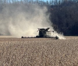 Combining at the Peterson's Test Plot